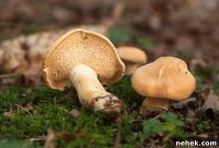 Foraging Hedgehog Mushrooms: Identification and Harvest Guide