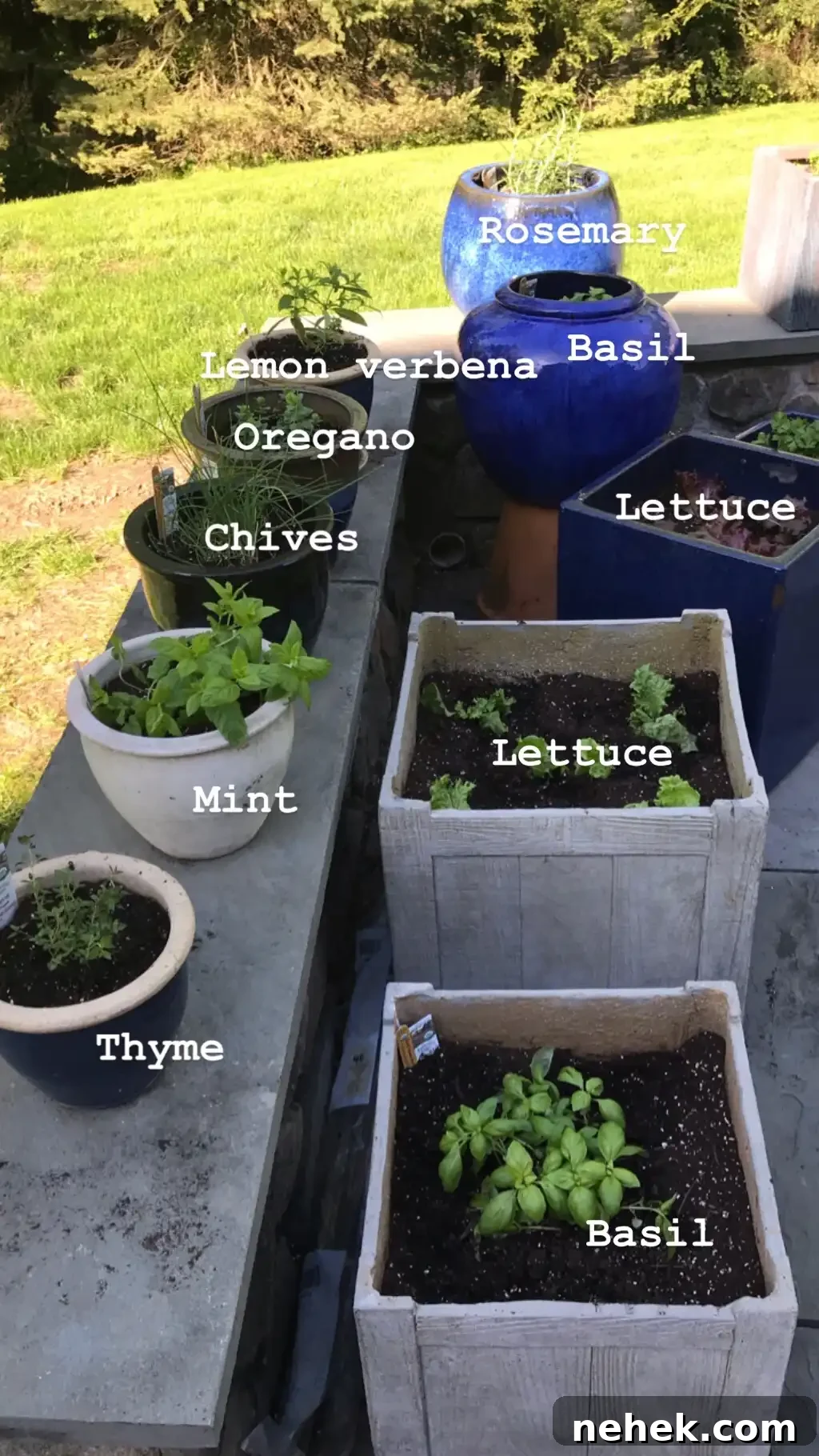 planting a patio garden #glutenfreerecipes www.healthygffamily.com