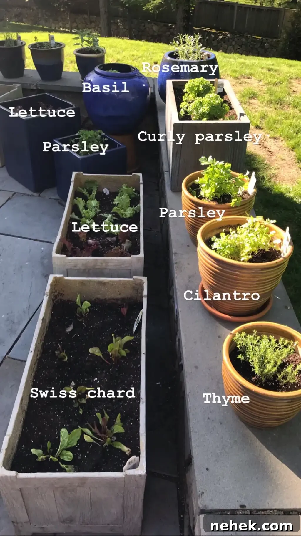 planting a patio garden #glutenfreerecipes www.healthygffamily.com