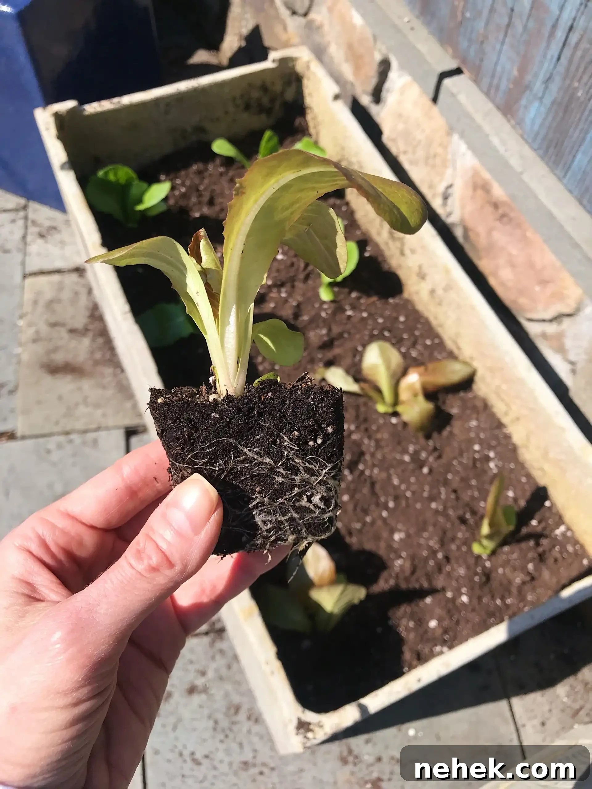 planting a patio garden #glutenfreerecipes www.healthygffamily.com