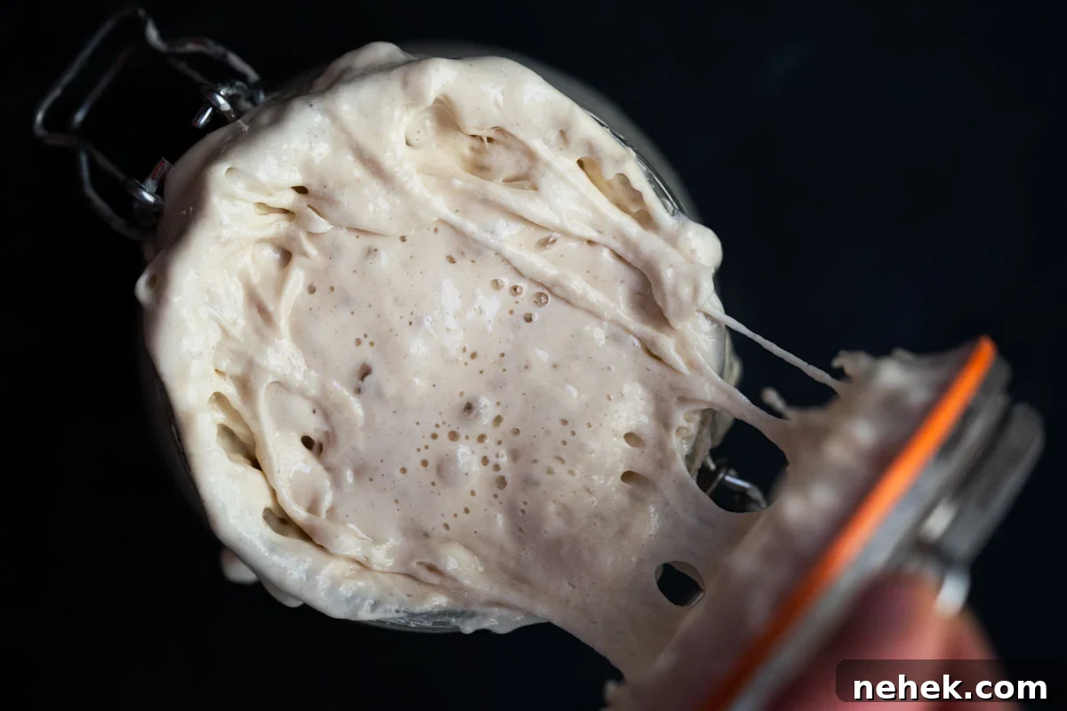 Create and Maintain a Sourdough Starter: Step-by-Step Guide 3 Opening a jar with a bubbly and active sourdough starter