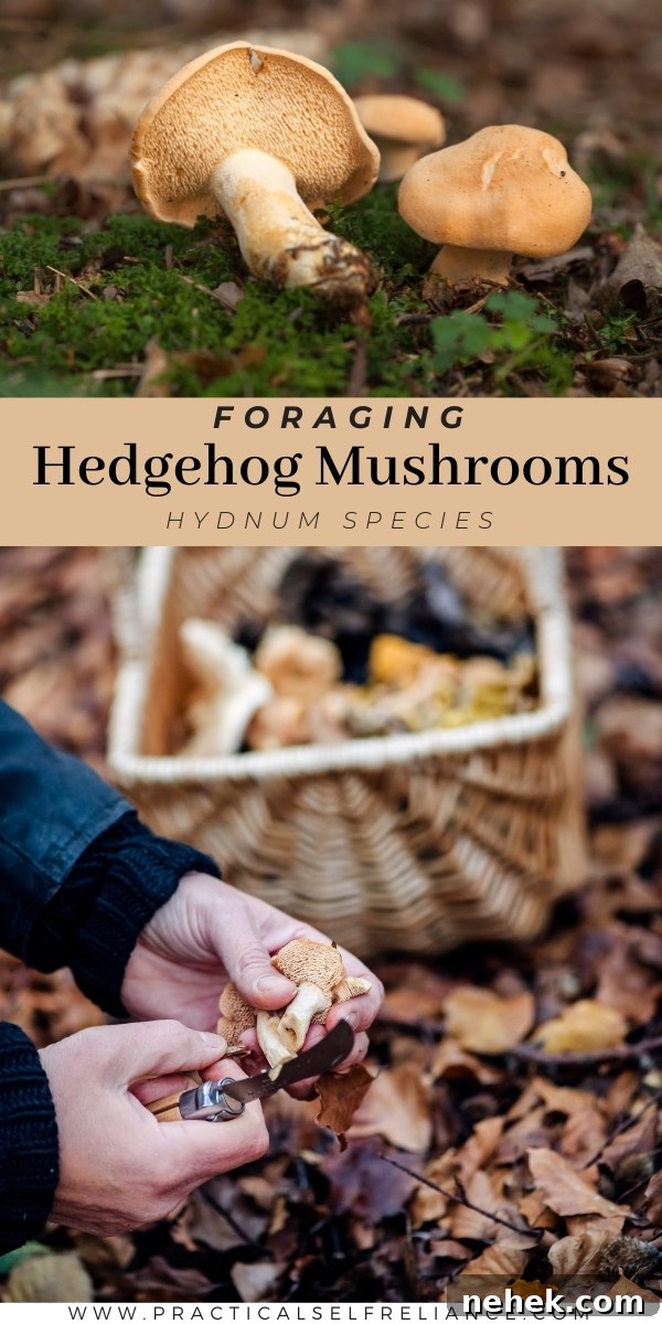Foraging Hedgehog Mushrooms Identification Guide