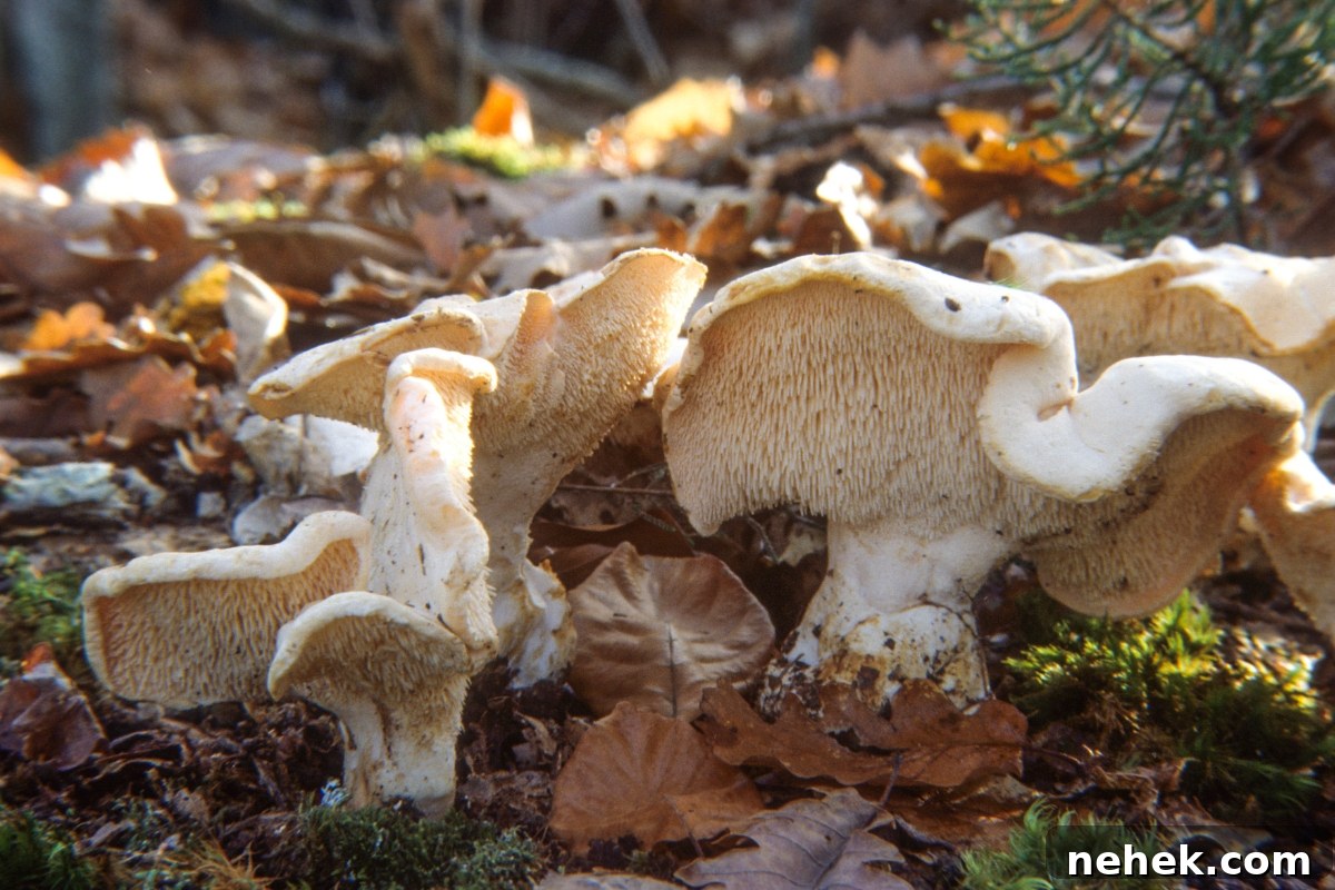 Hedgehog Mushrooms