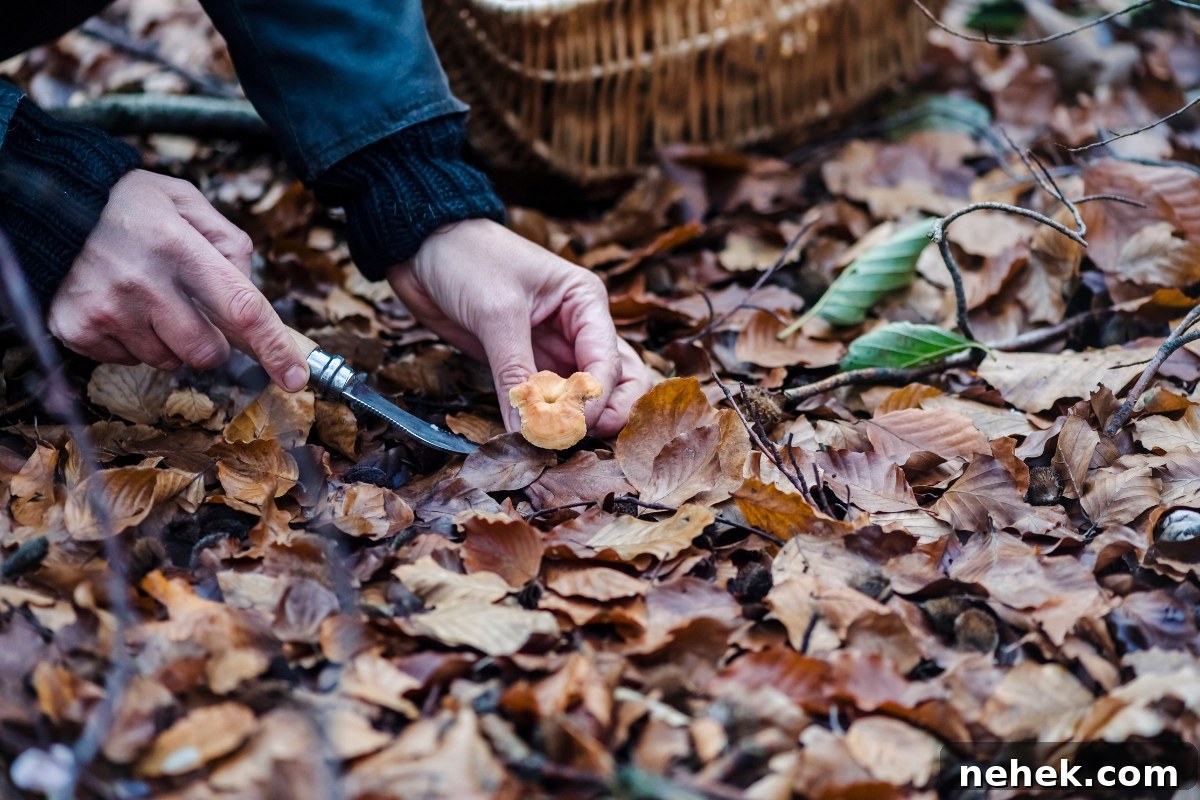 Harvesting Hedgehog Mushrooms