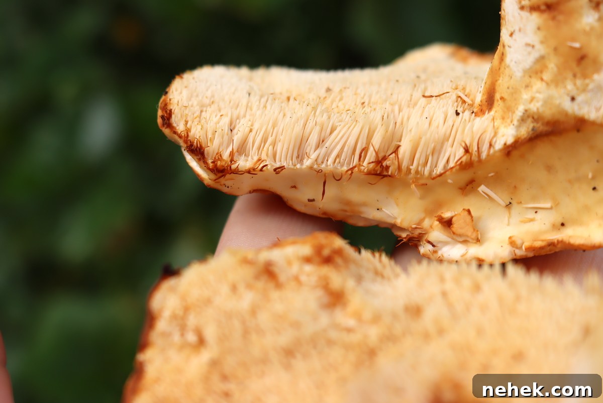 Closeup of Hedgehog Mushroom Spines