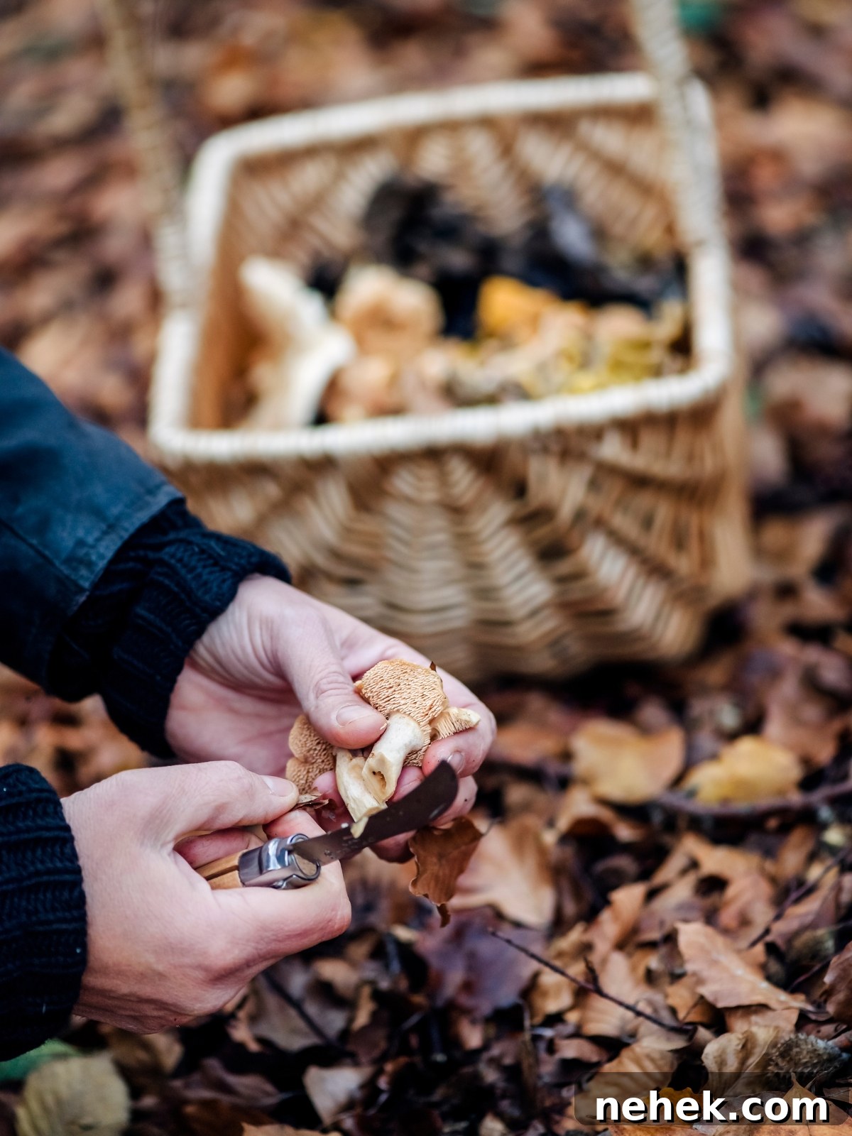 Harvesting Hedgehog Mushrooms