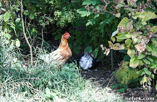 happy hens good eggs