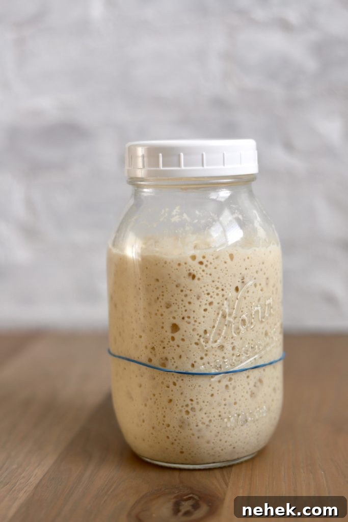 Sourdough starter