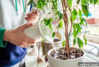 Houseplant Guide for Renters: Low-Maintenance Picks That Thrive